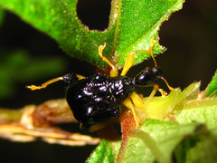 Phymatapoderus