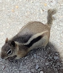 Callospermophilus lateralis lateralis