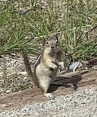 Callospermophilus lateralis lateralis