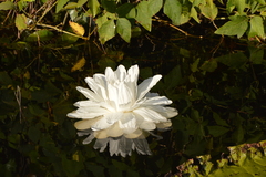 Victoria amazonica