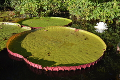 Victoria amazonica