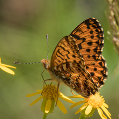 Boloria chariclea