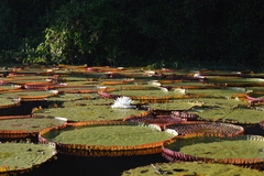 Victoria amazonica