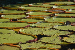 Victoria amazonica