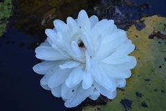 Victoria amazonica