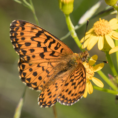Boloria chariclea