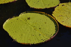 Victoria amazonica