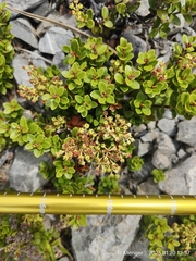 Gaultheria crassa