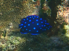 Microspathodon chrysurus