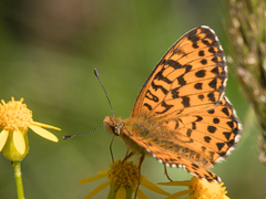 Boloria chariclea