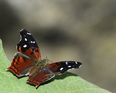 Hypanartia cinderella