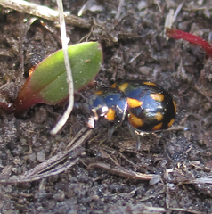 Coccinella leonina