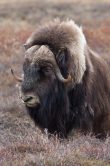 Ovibos moschatus