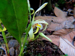 Maxillaria endresii