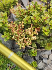 Gaultheria crassa