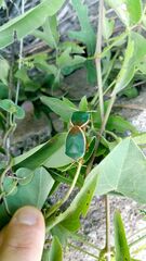 Edessa rufomarginata