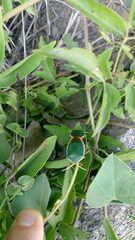 Edessa rufomarginata