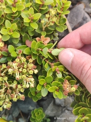 Gaultheria crassa