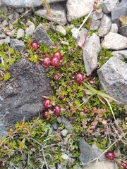 Coprosma atropurpurea