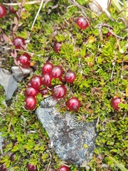 Coprosma atropurpurea