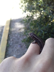 Liolaemus pictus