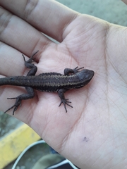 Liolaemus pictus