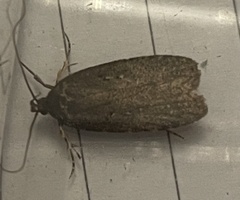 Agonopterix ciliella