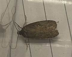 Agonopterix ciliella