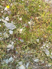 Coprosma atropurpurea