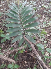 Zamia prasina