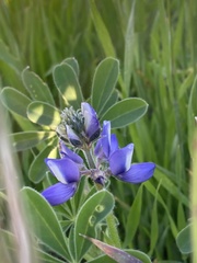 Lupinus nanus
