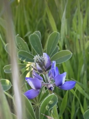 Lupinus nanus