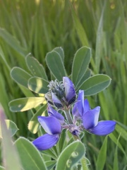 Lupinus nanus