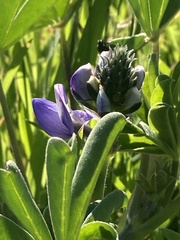 Lupinus nanus