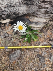 Celmisia spectabilis spectabilis