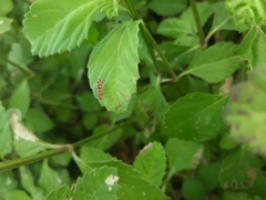 Erythrogonia jucunda