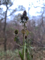 Agastache nepetoides