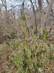 Agastache nepetoides