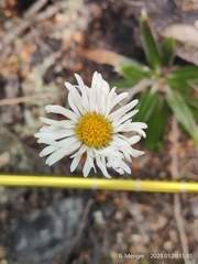 Celmisia spectabilis spectabilis