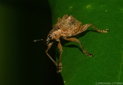 Eurychirus bituberculatus