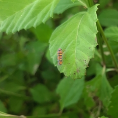 Erythrogonia jucunda