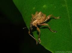 Eurychirus bituberculatus