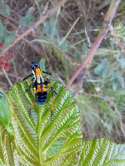 Scaphura elegans