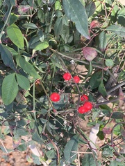 Heteromeles arbutifolia