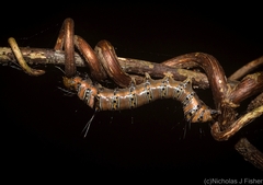 Coenotoca subaspersa