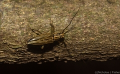 Temnosternus planiusculus