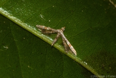 Oxychirota paradoxa