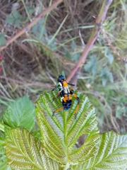 Scaphura elegans