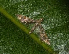 Oxychirota paradoxa