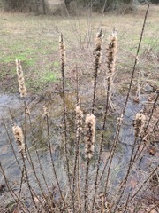 Liatris pycnostachya